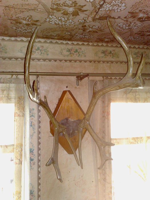 Оленьи рога тундра