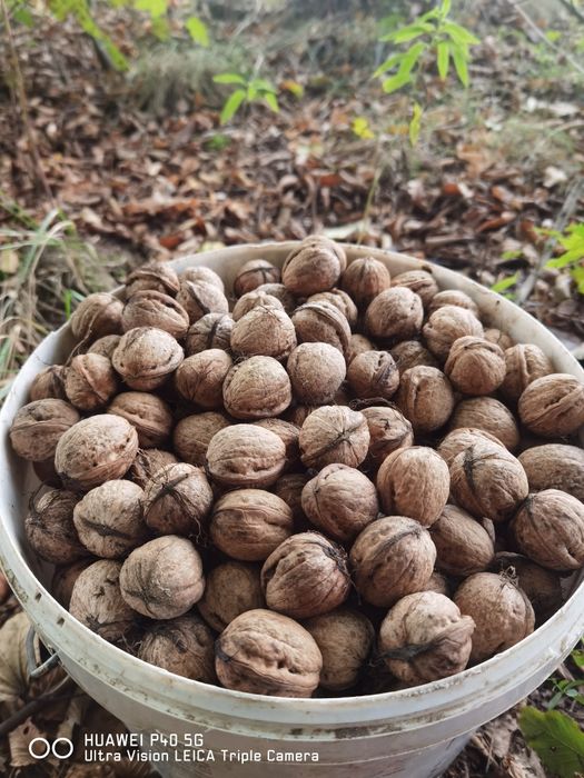 Orzechy włoskie świeże mokre 10 kg
