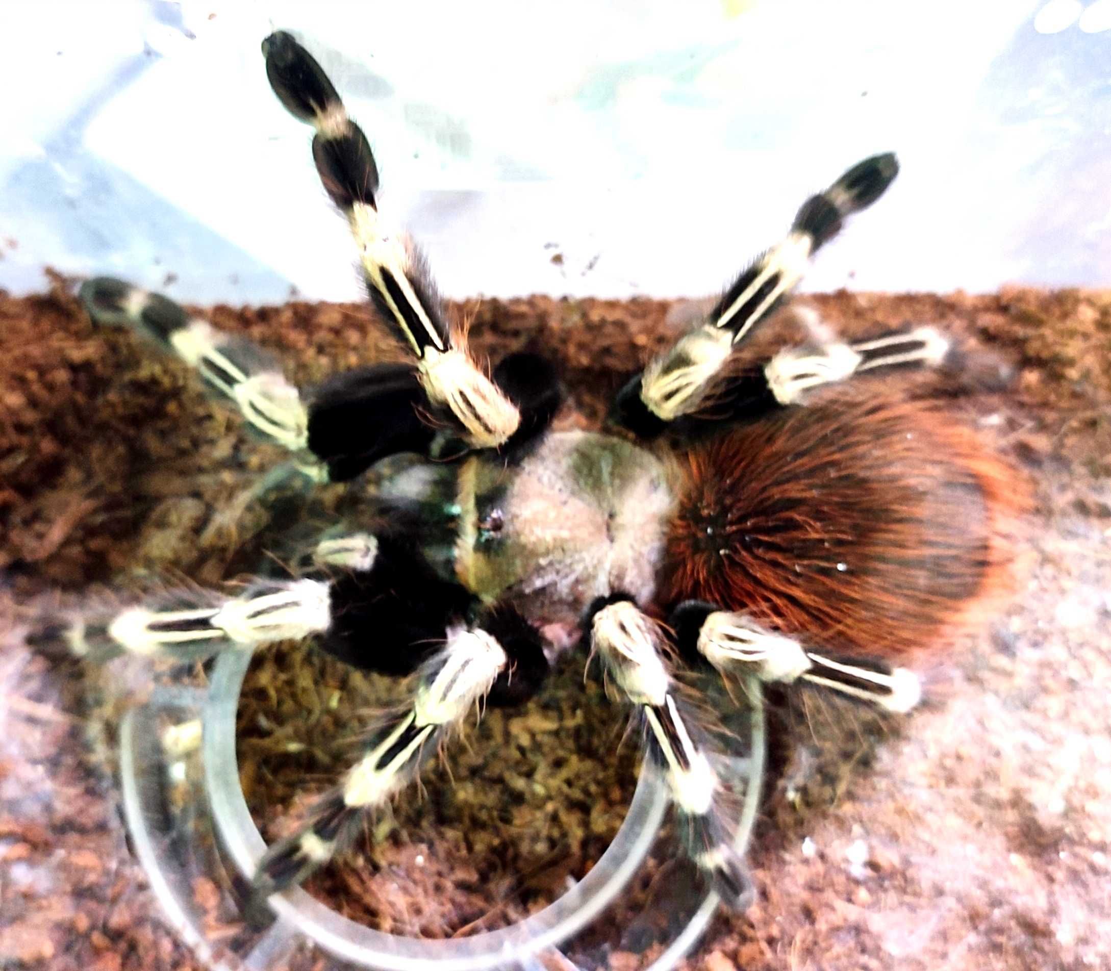 Павуки різні pterinopelma sazimai паук птицеед голиаф тарантул павук