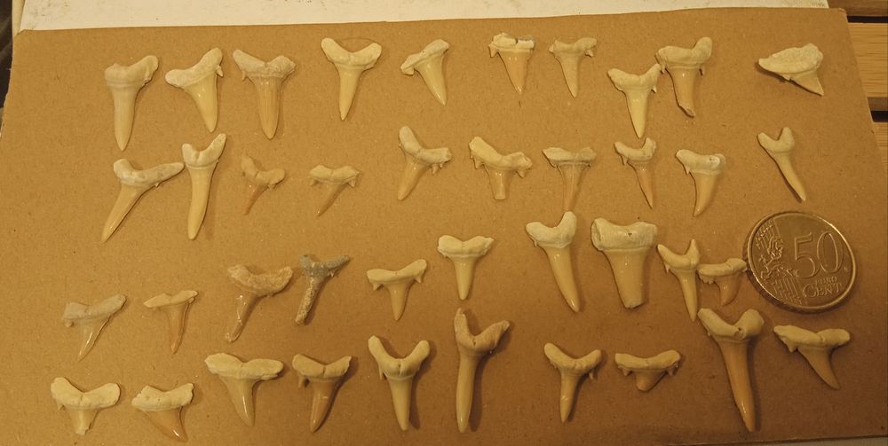 Lote 40 fósseis dentes de tubarão