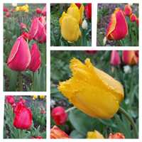 Тюльпани з цибулькою (жовті, червоні, з бахромою)
