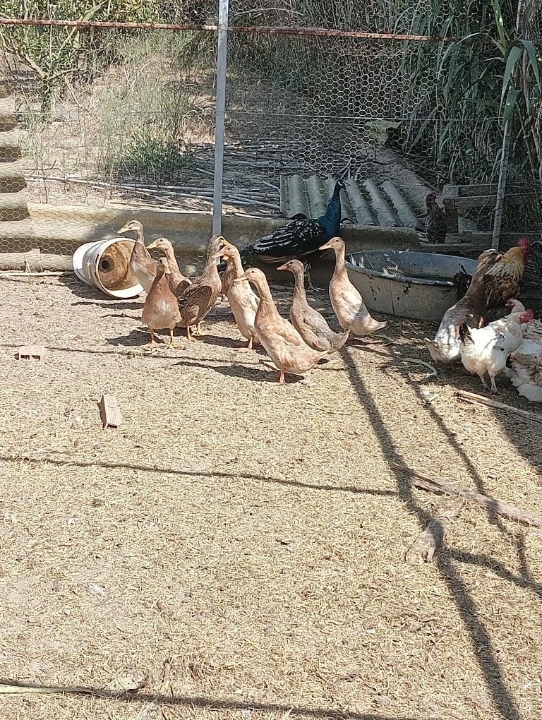 Patos rouen.                  .