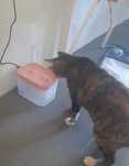Bebedouro para gato