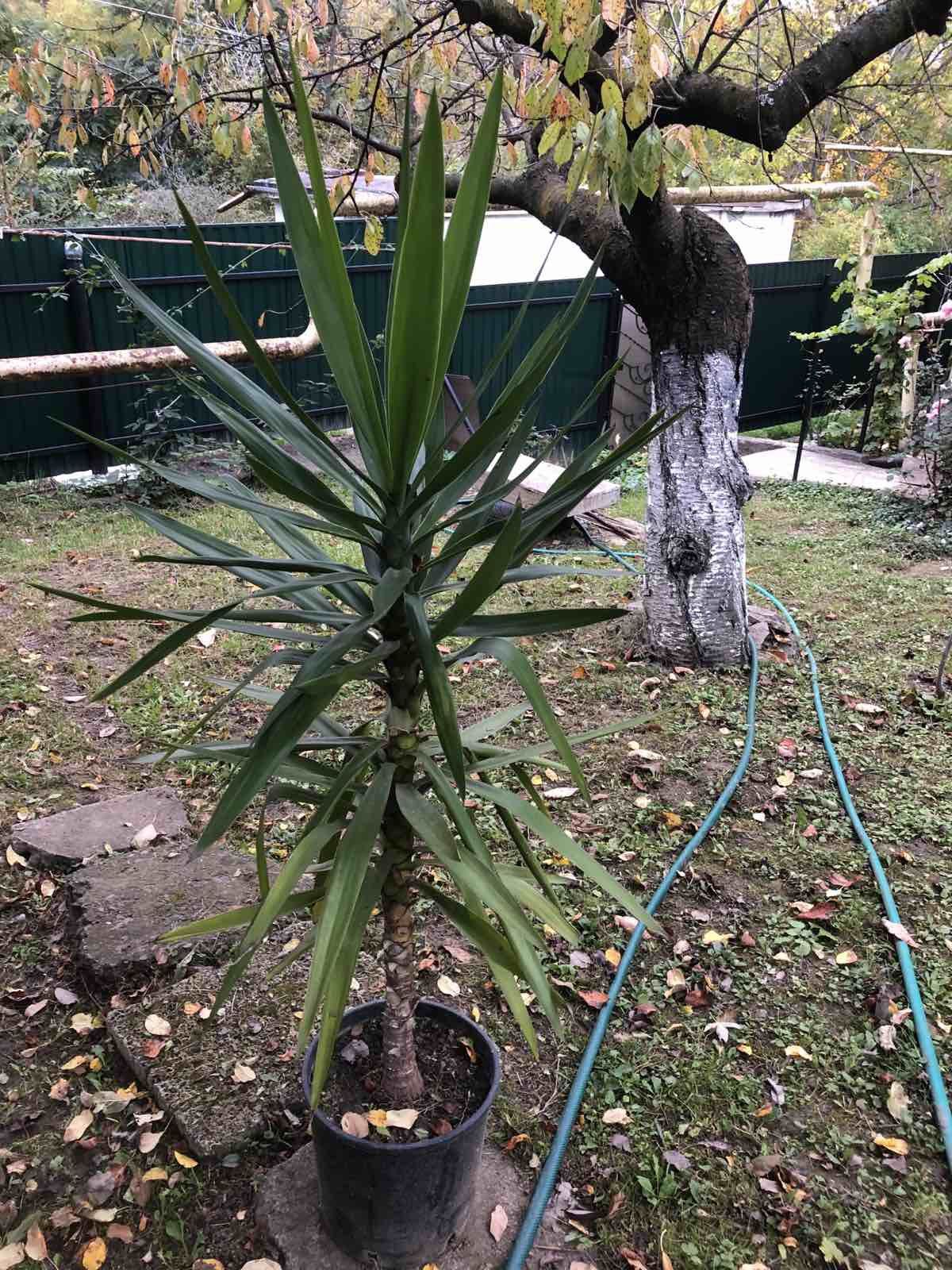 Растения,фикус,пальма