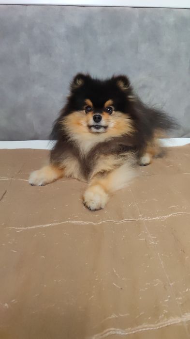 В'язка шпіц vip якість