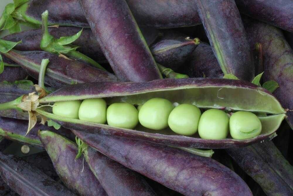 Semenes de Ervilha de vagem ROXA