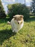 Owczarek Szkocki Collie