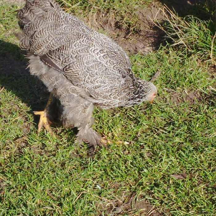 Kury ozdobne i nie tylko