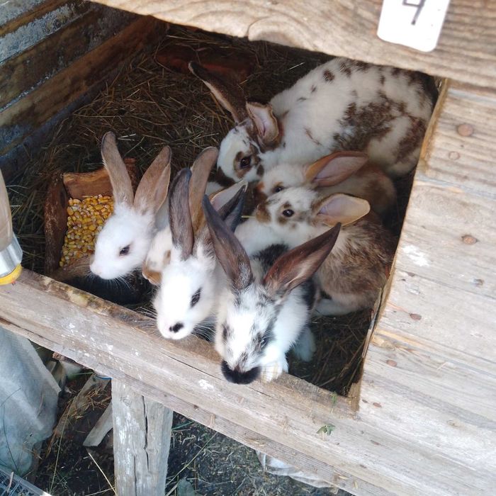 Продам кролів,кроликів(різного віку)