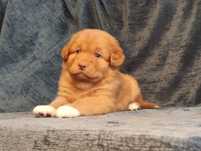 Nova Scotia Duck Tolling Retriever , Toller, Rudzielec