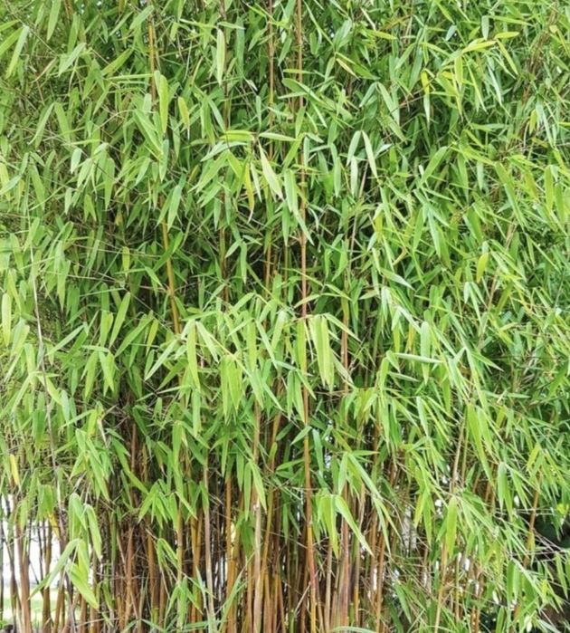 Bambus ogrodowy zimozielony