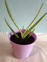 Aloes doniczkowy leczniczy