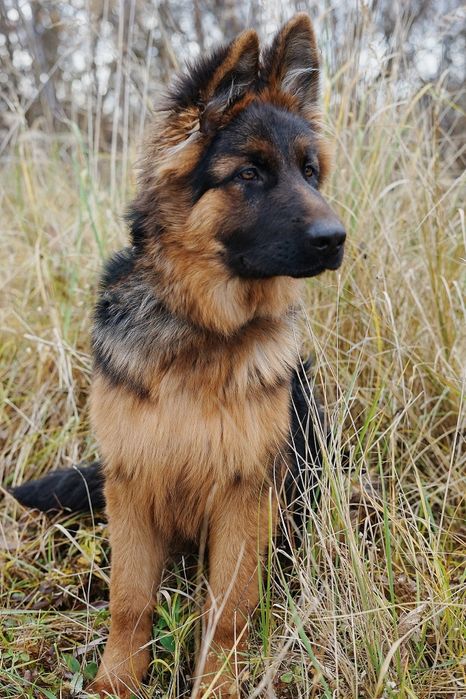 7-miesieczny Takos szuka domu