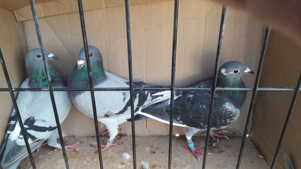 Sprzedam 7 gołębi pocztowych