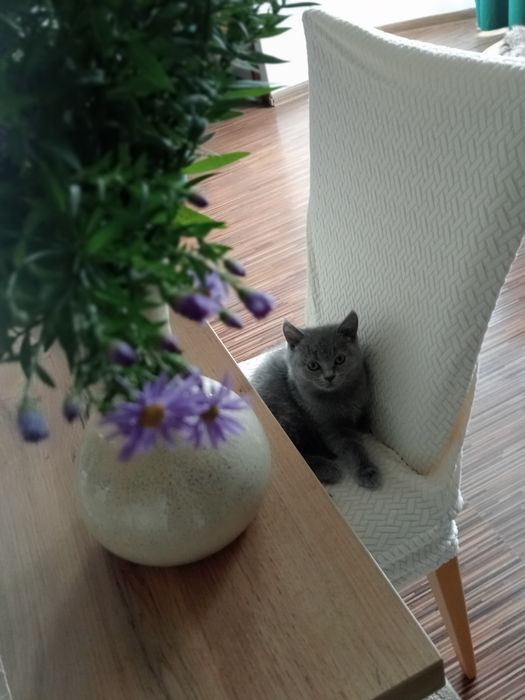 Kot kocurek brytyjski niebieski rodowód