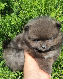 Sunia szpic miniaturowy pomeranian