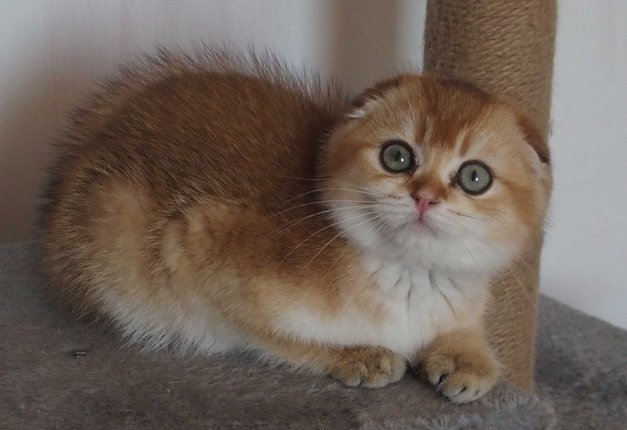 Kot Szkocki Zwisłouchy PZF WCF  , Scottish Fold Złota Szynszyla.
