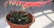 Gasteria kwiat kwiatek sukulenty roślina
