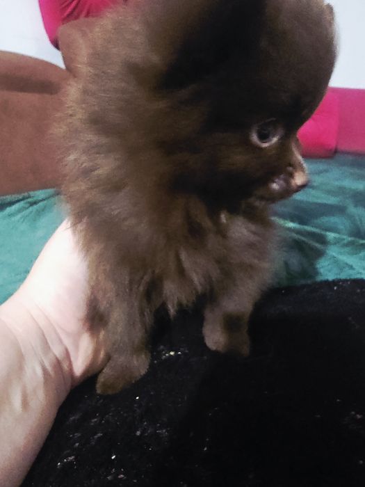 Szpic miniaturowy pomeranian