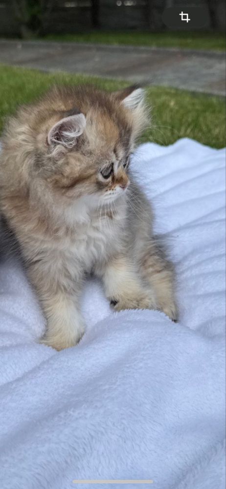 Кошеня золота шиншила