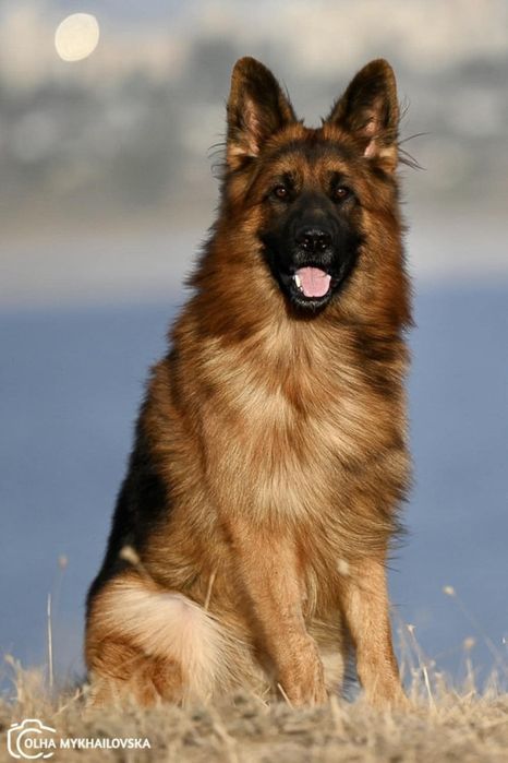 Довгошерстна німецька вівчарка