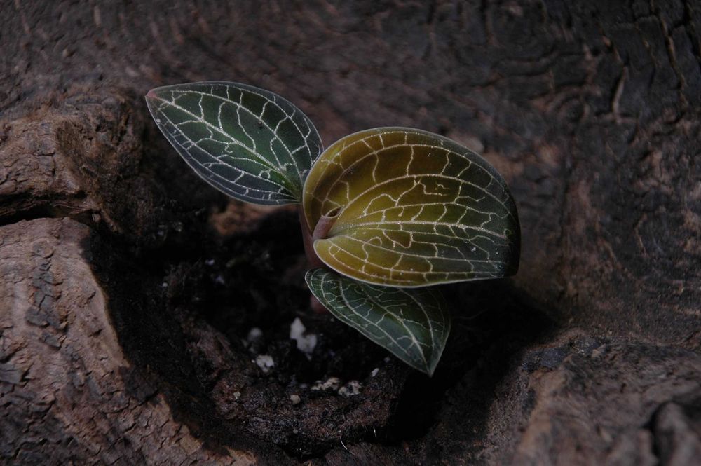 Jewel Orchids - Storczyki jubilerskie kolekcjonerskie gatunki