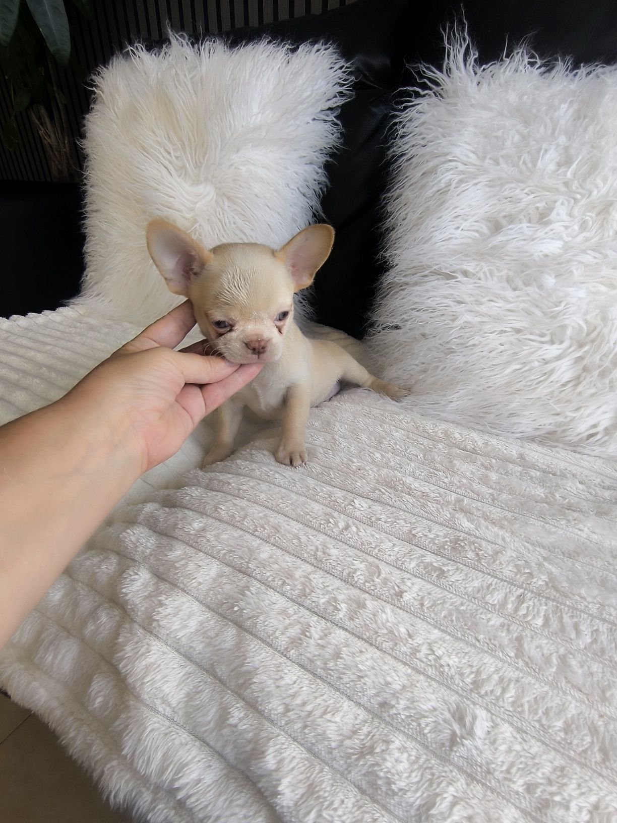 Chihuahua menino Perfeito  Olhos Verdes.Focinho curto.
