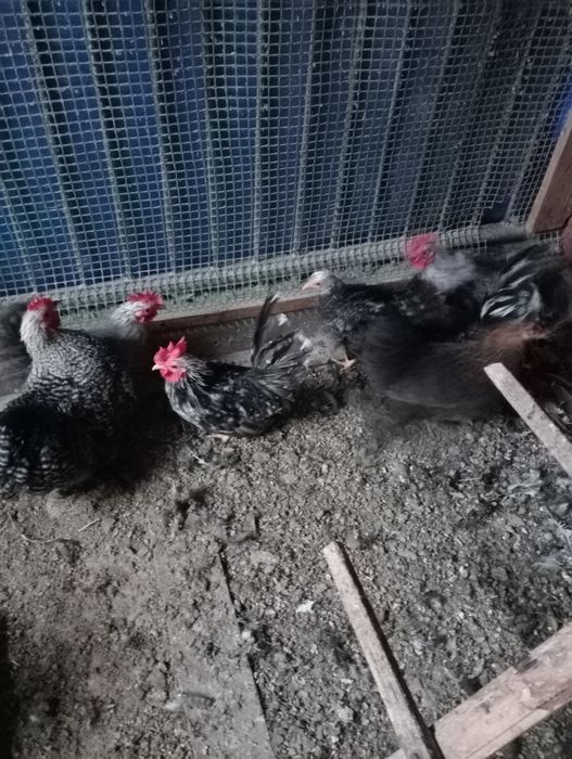 Pary młode kur Kochina i chabo