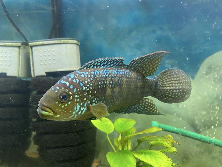 Продам Астронотус