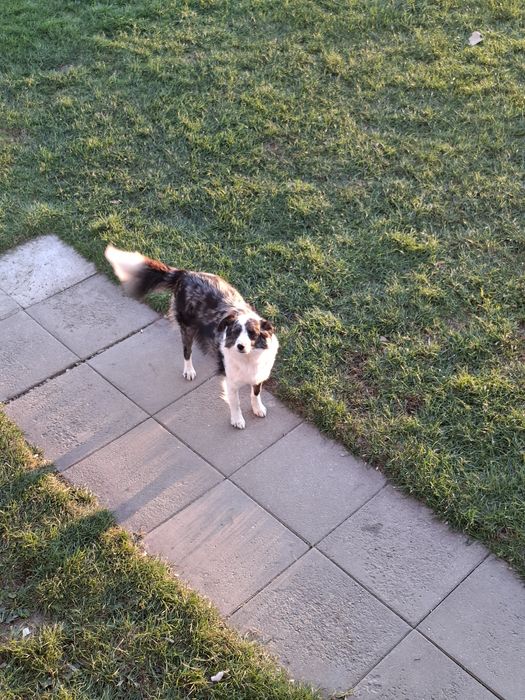 Border collie suka