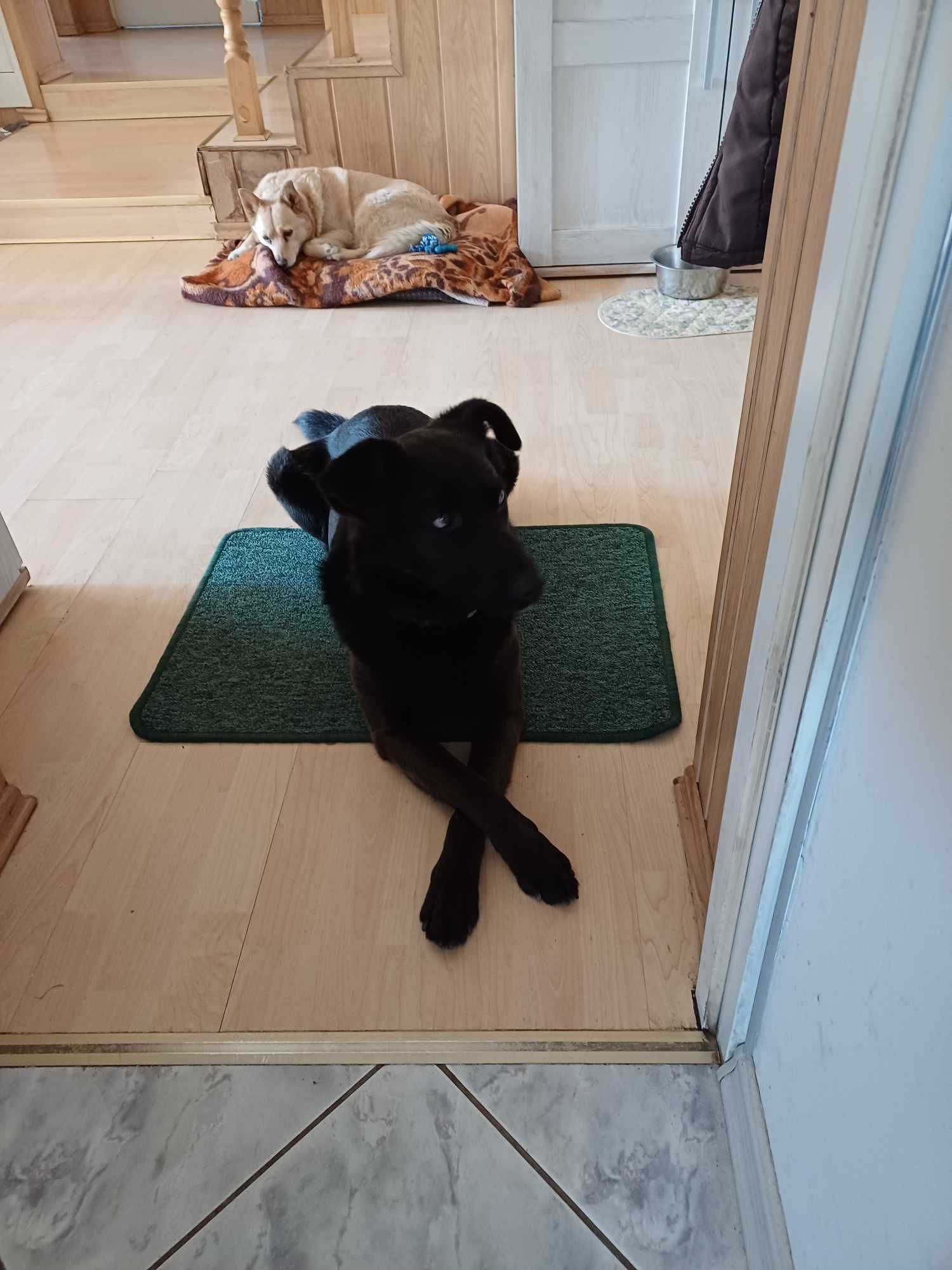 Czarna suczka wielkości labradora, szuka domu z ogrodem
