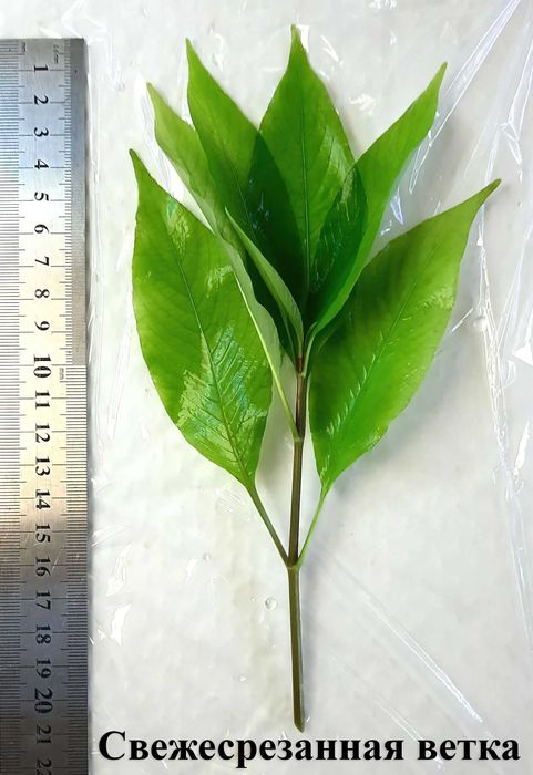 Продам Лимонник! Красивое, простое, аквариумное растение.