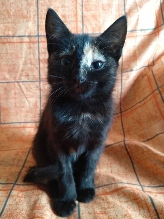 Кошенята в добрі руки