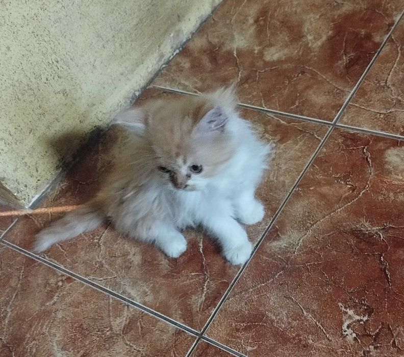 Oddam kotki w dobre ręce