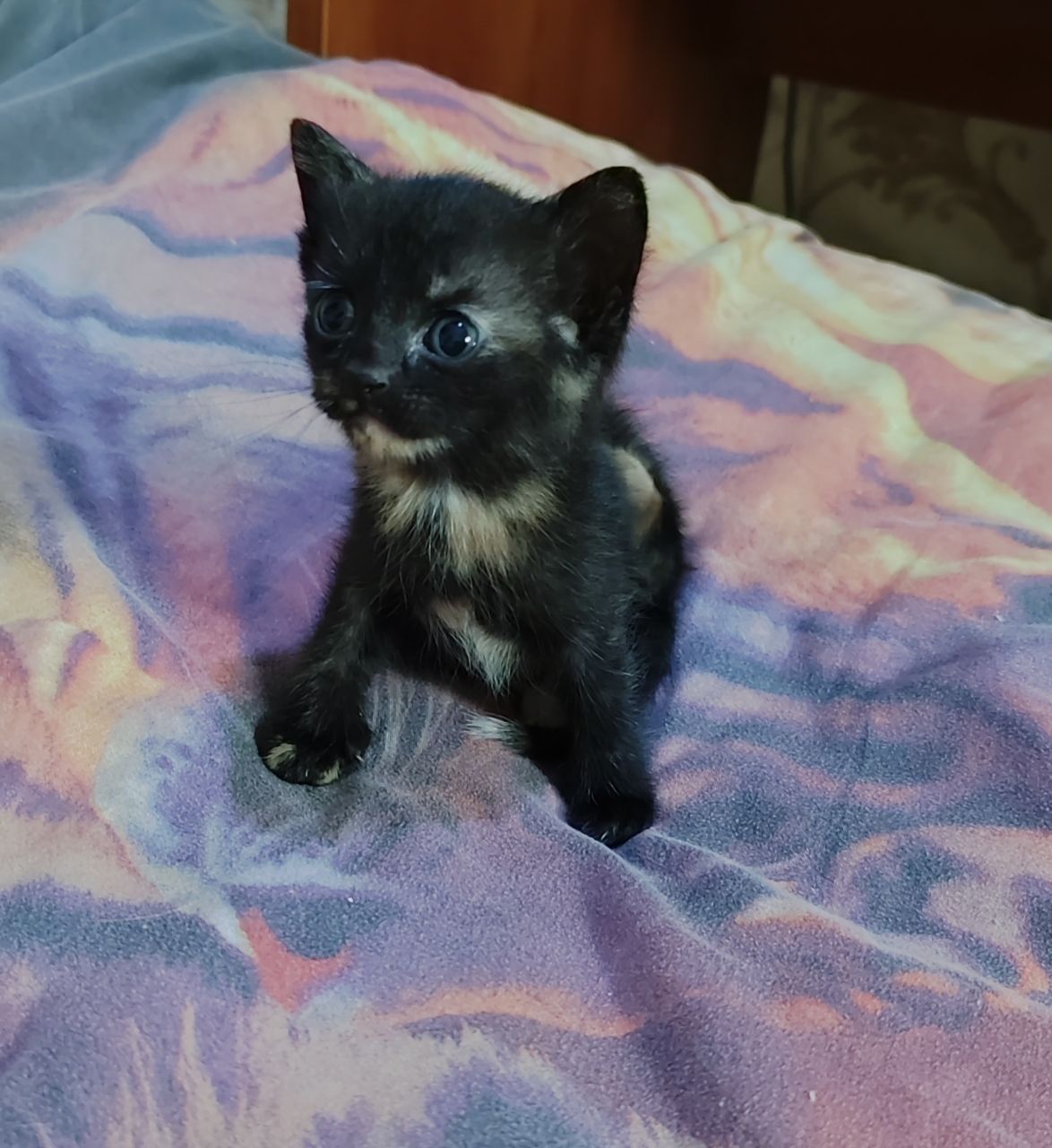 Котята!) 2 мальчика и девочка, им месяц