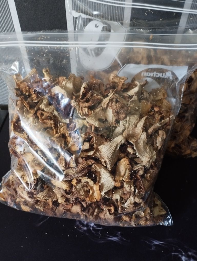 Grzyby kurki ( drzewo naturalne ,2024 r.)