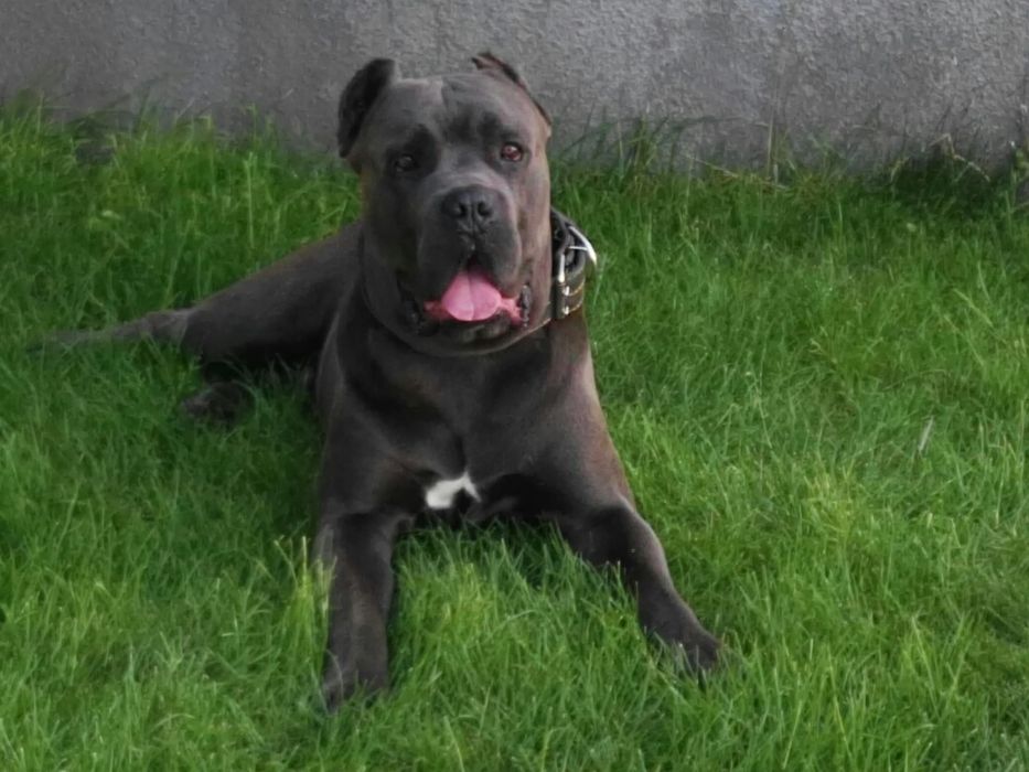 Кане Корсо вязка