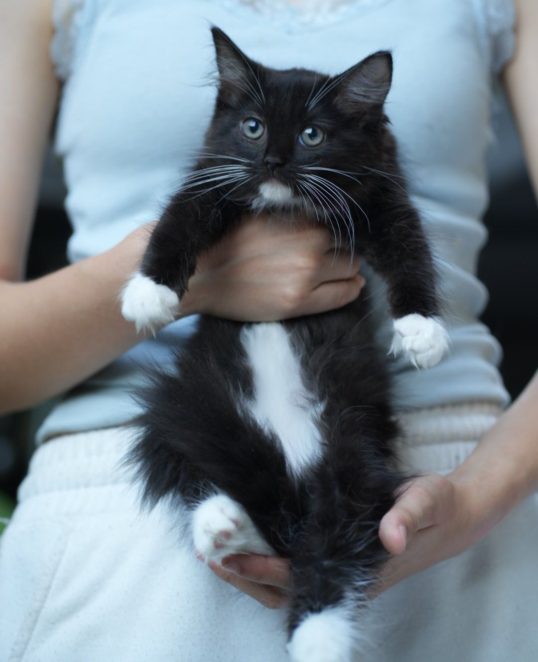 Kotka black solid mitted ragdoll/cherubim