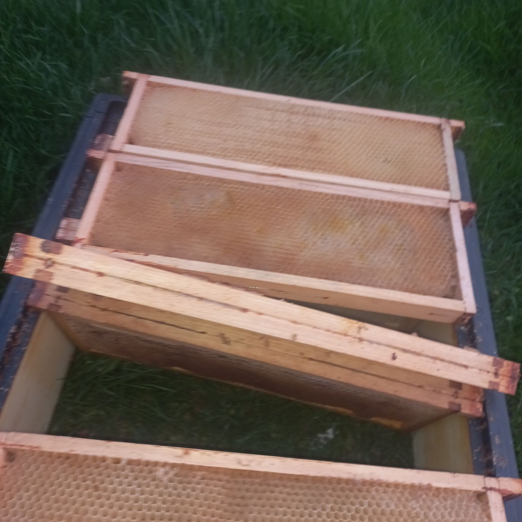 Ramki pszczele z suszem