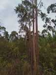Terreno rustico com eucaliptal