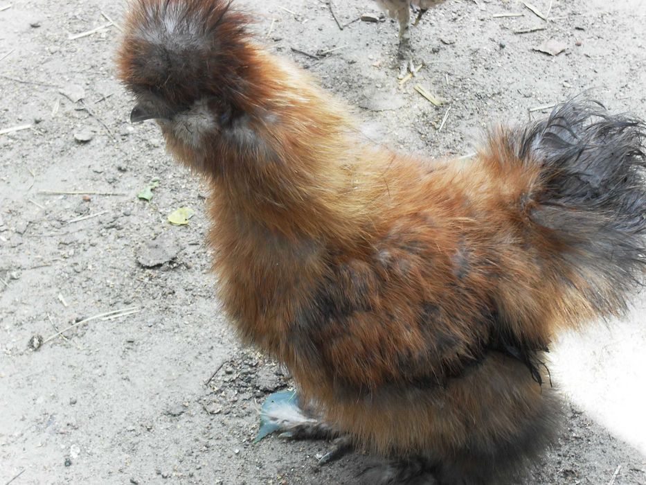 sprzedam  koguty  Silki  Jedwabiste  USA