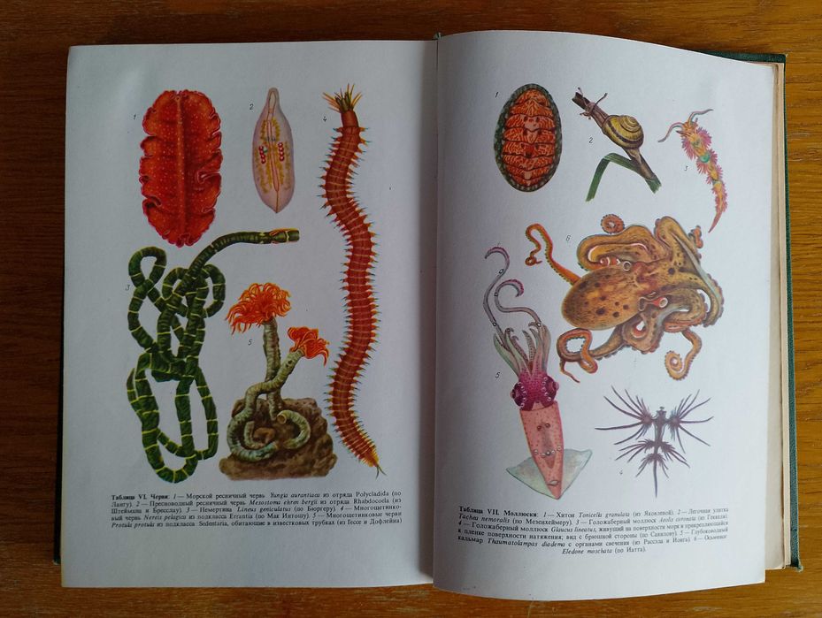 Зоология беспозвоночных Догель В.А. (Зоологія безхребетних)