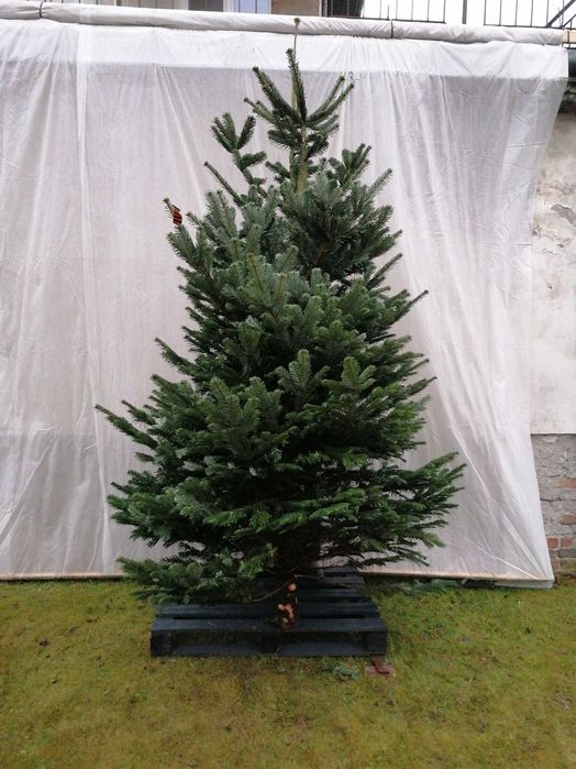 Choinki Jodła świerki Dostawa Warszawa sprzedaż Puławska 416