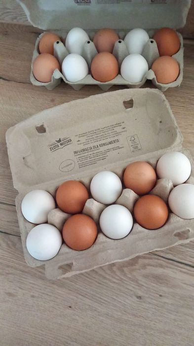 Sprzedam Jajka z wolnego wybiegu z EKO hobbystycznego kurnika