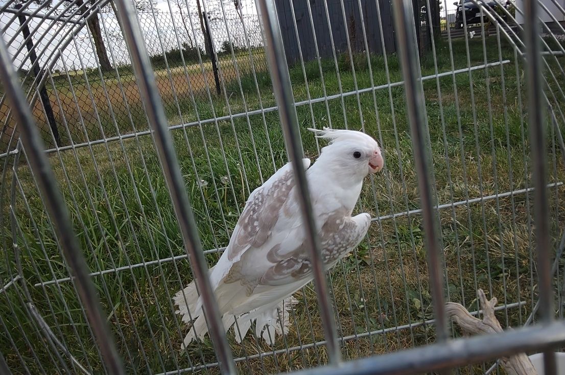 Nimfa mutacja Whiteface Cynamon Pearl - Samica