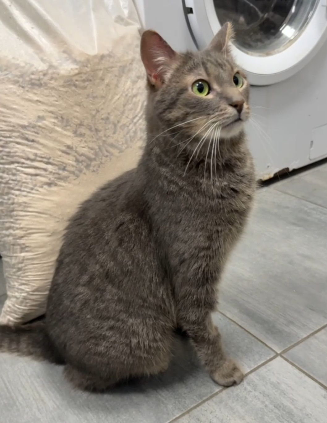 Котик Каспер, дуже милий котик.
