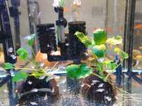 Anubias na kokosie