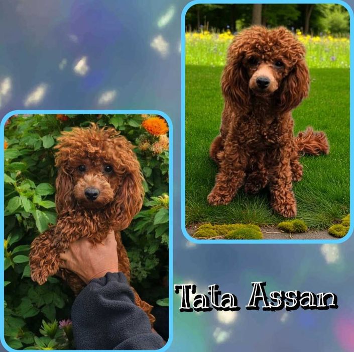 Pudel toy  piesek redbrown po Championce.
