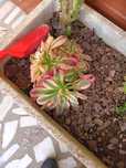 Suculentas,plantas de várias espécies e de coleção