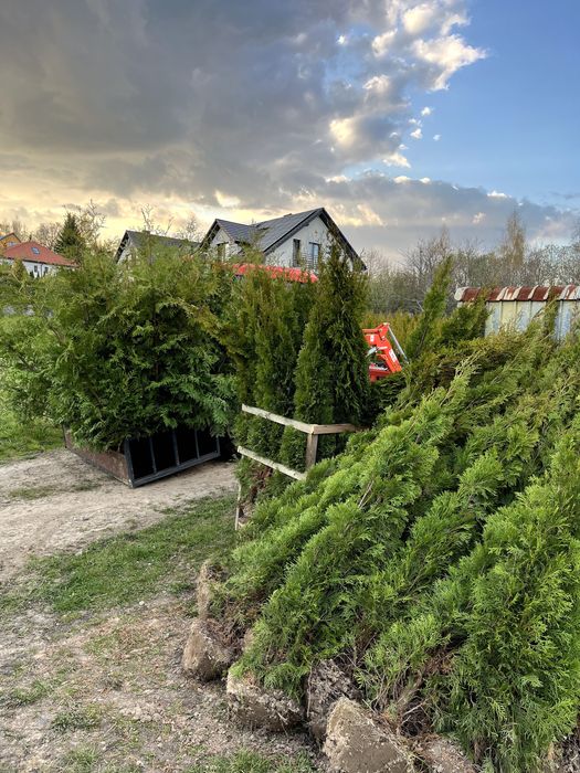 TUJA BRABANT z gruntu 180 - 200 TRANSPORT SADZENIE szmaragd thuje tuje
